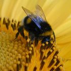 Hummel auf unserem Balkon