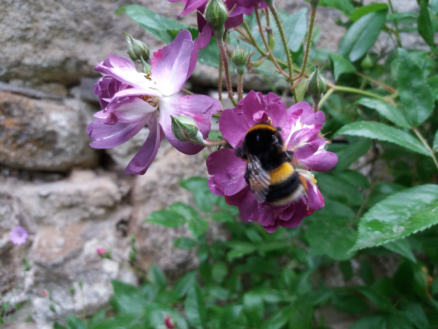 Hummel auf "Veilchenblau" 1