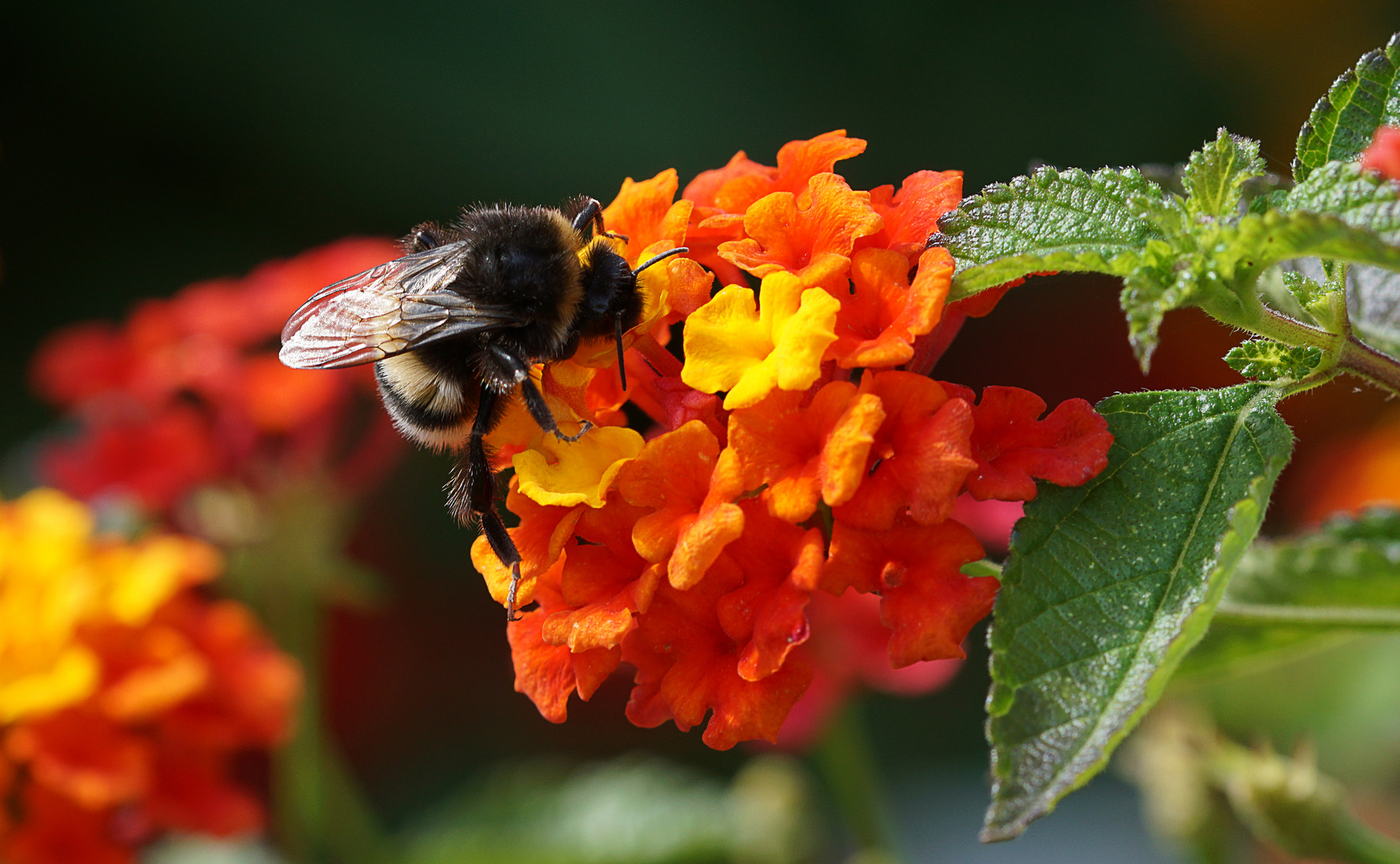 Hummel auf Wandelröschen