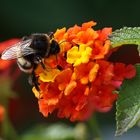 Hummel auf Wandelröschen