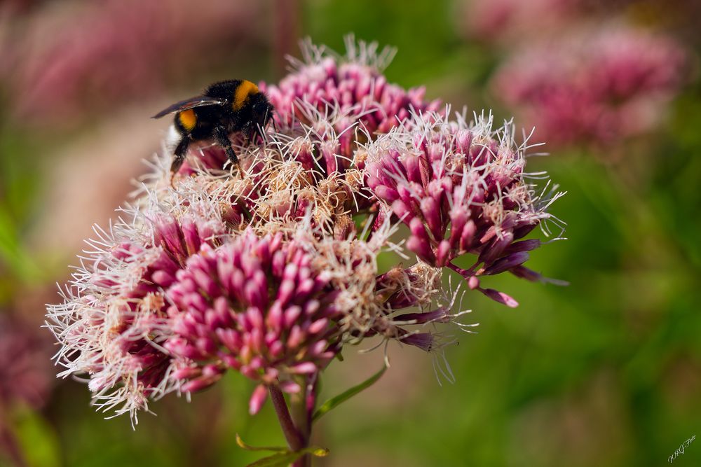 Hummel auf Wasserdost