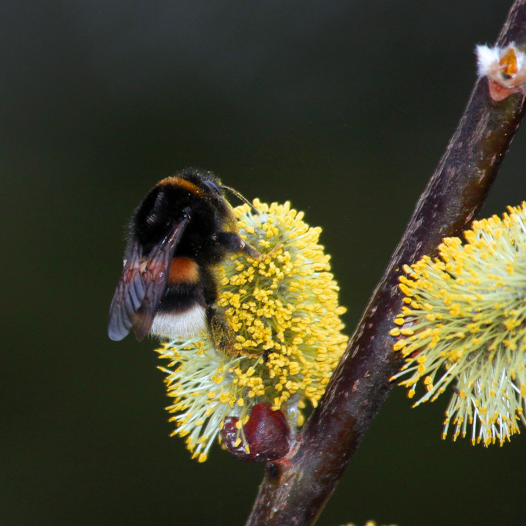 Hummel auf Weide