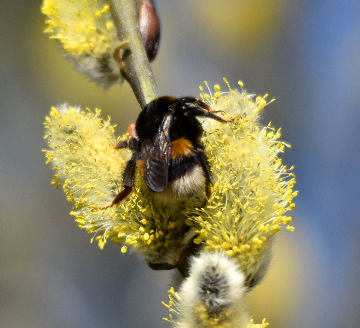 Hummel auf Weidenkätchen