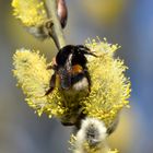 Hummel auf Weidenkätchen