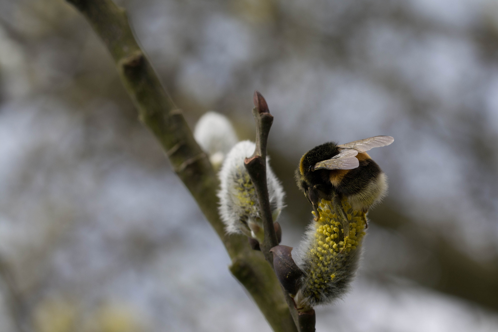 Hummel auf Weidenkätzchen-1