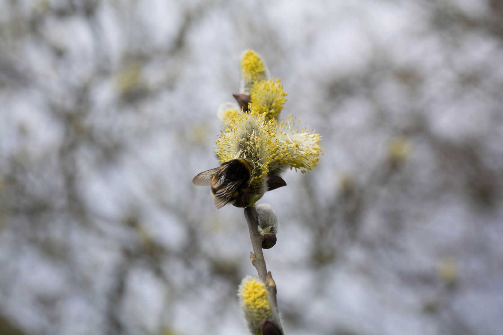 Hummel auf Weidenkätzchen-2