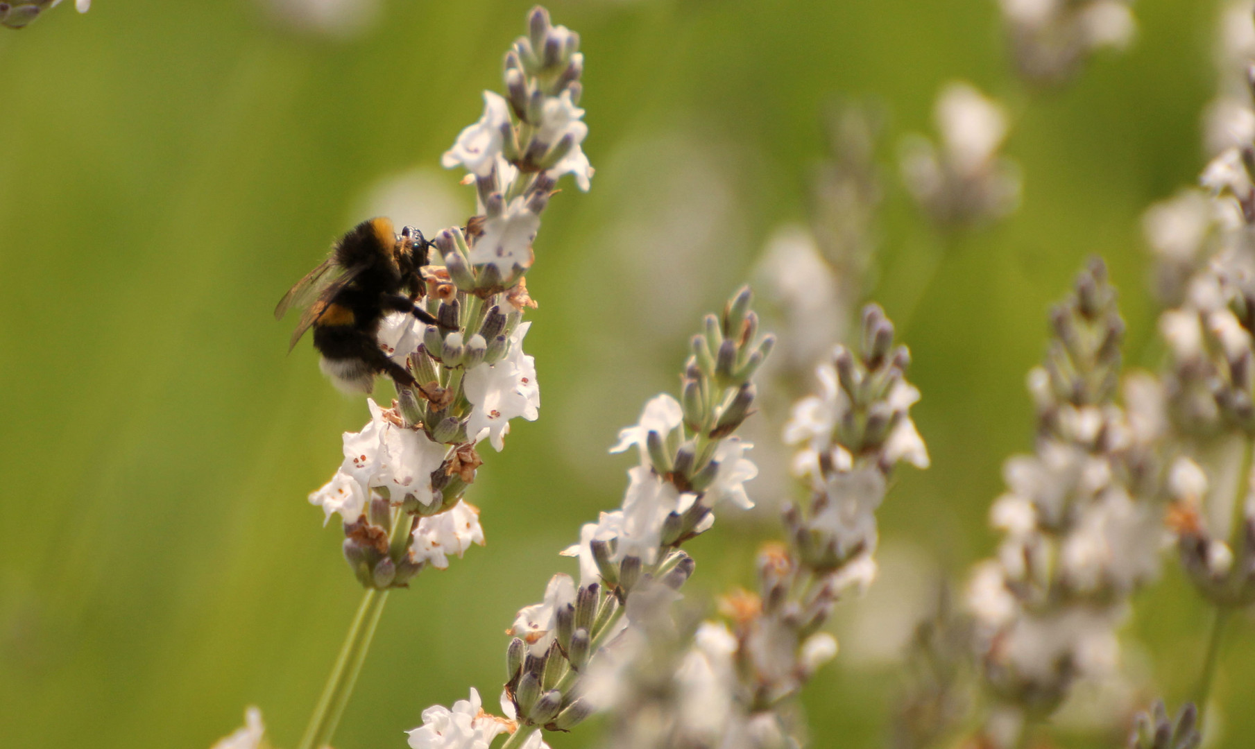 Hummel auf weißem Lavendel