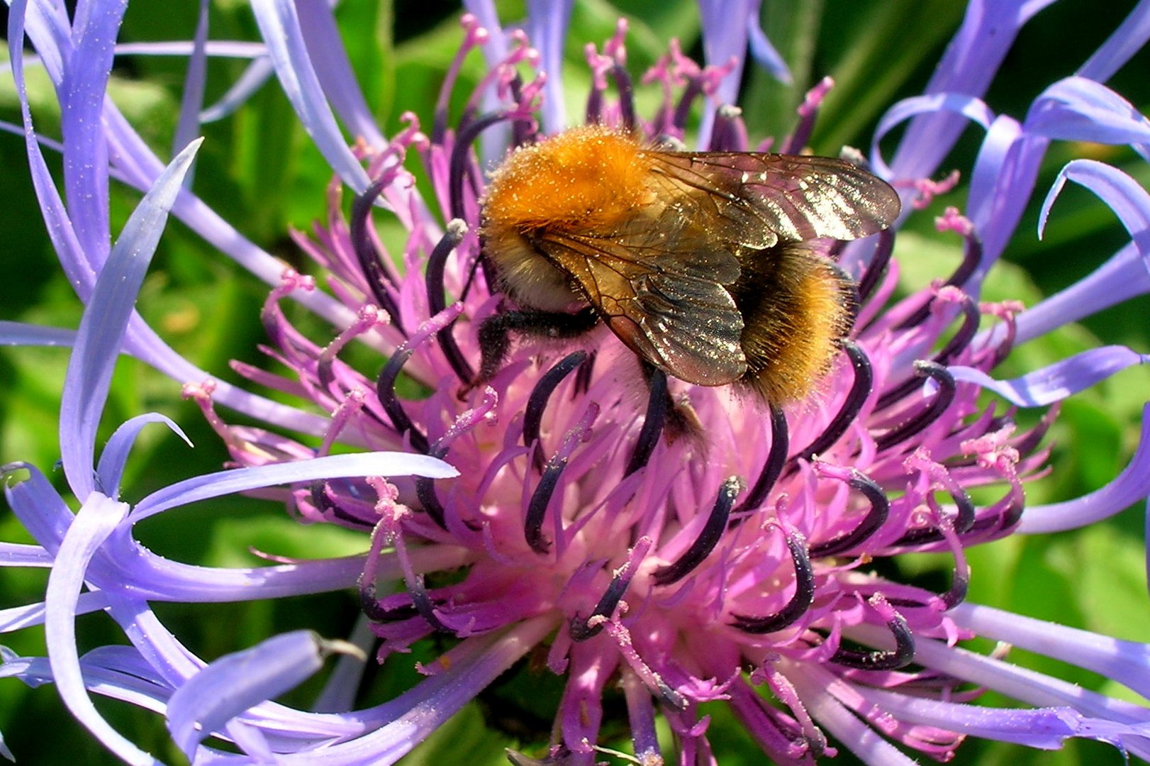 Hummel auf Wiesenflockenblume