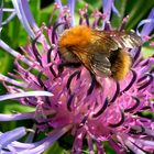 Hummel auf Wiesenflockenblume