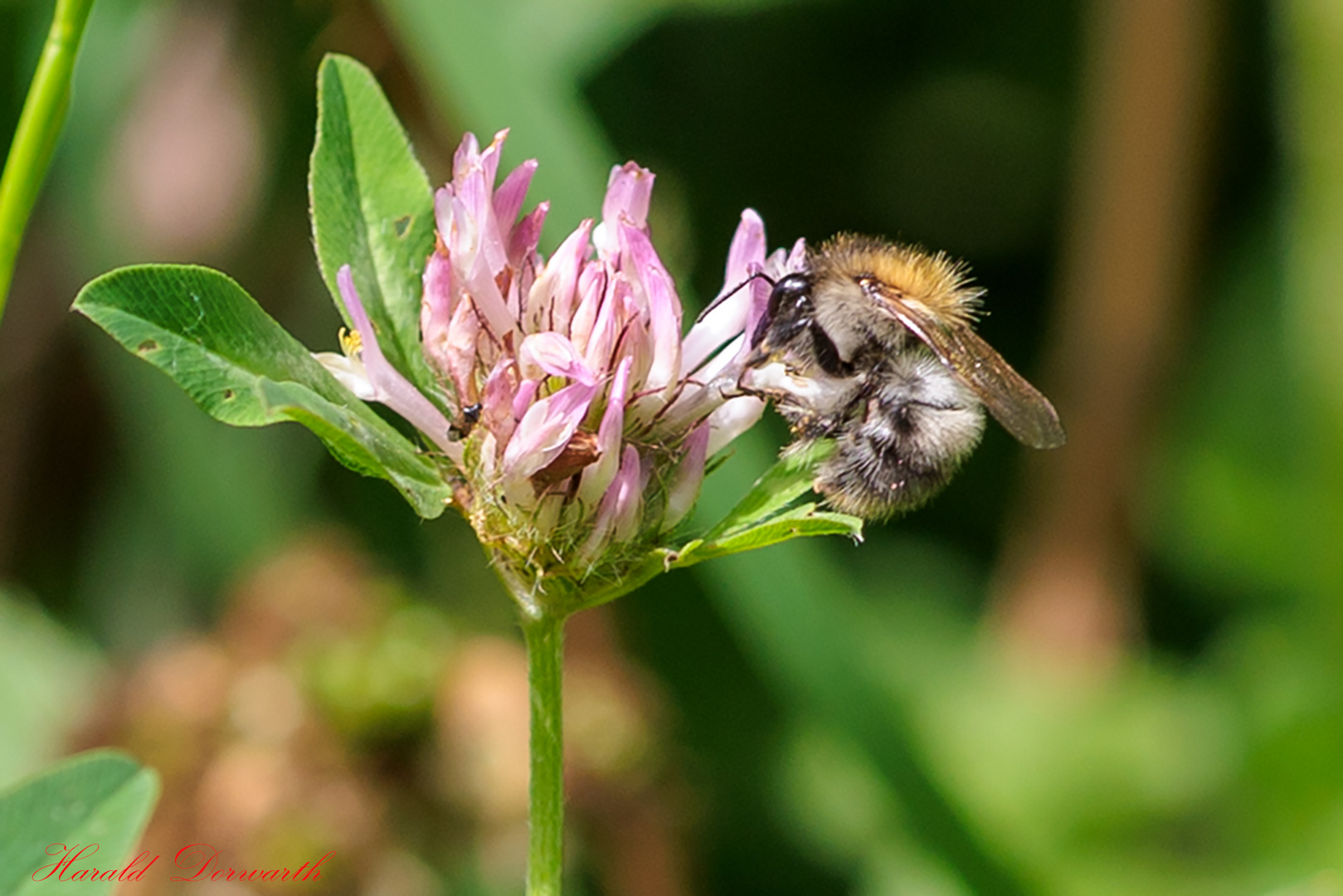 Hummel auf Wiesenklee