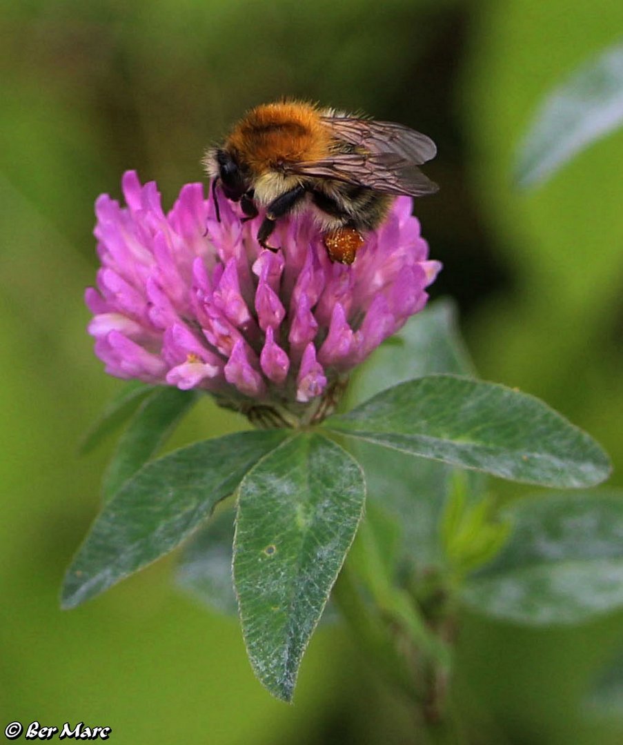 Hummel auf Wiesenklee