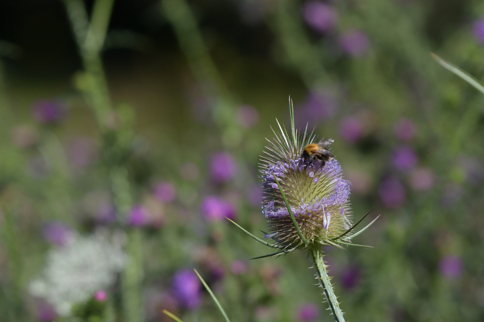 Hummel auf Wilder Karde