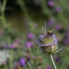 Hummel auf Wilder Karde