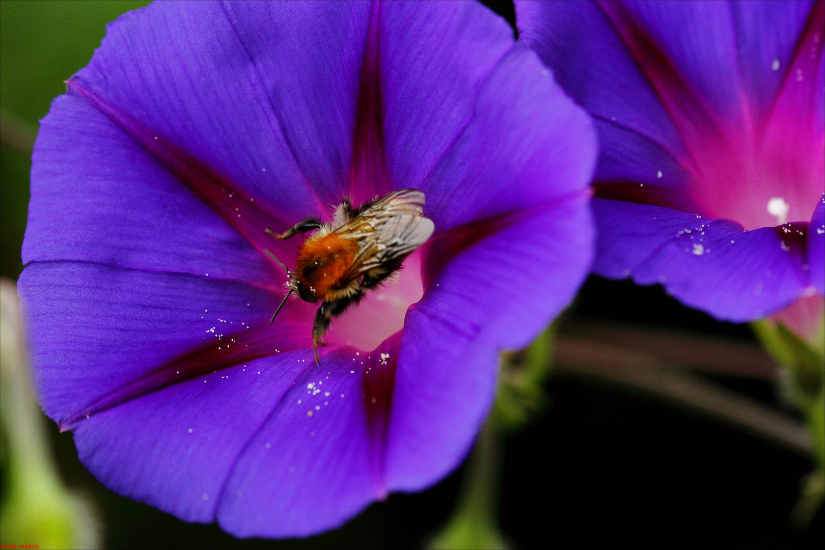 Hummel auf Winde