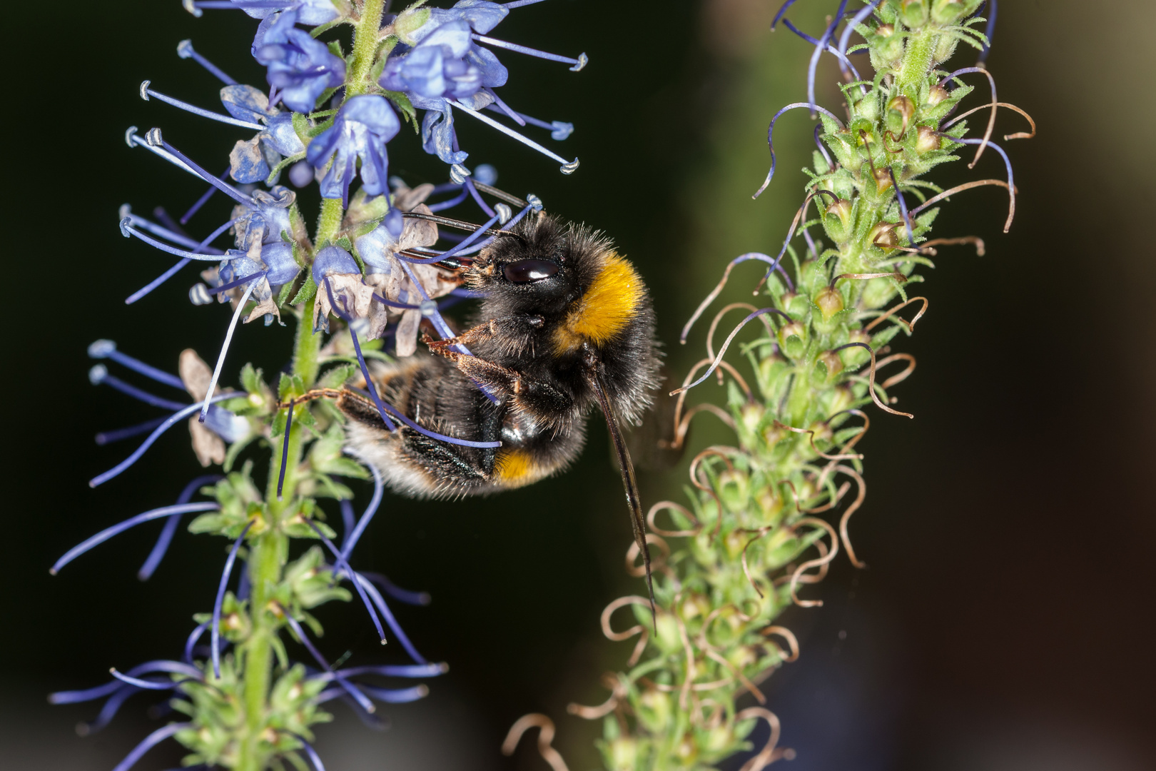 Hummel auf Ysop