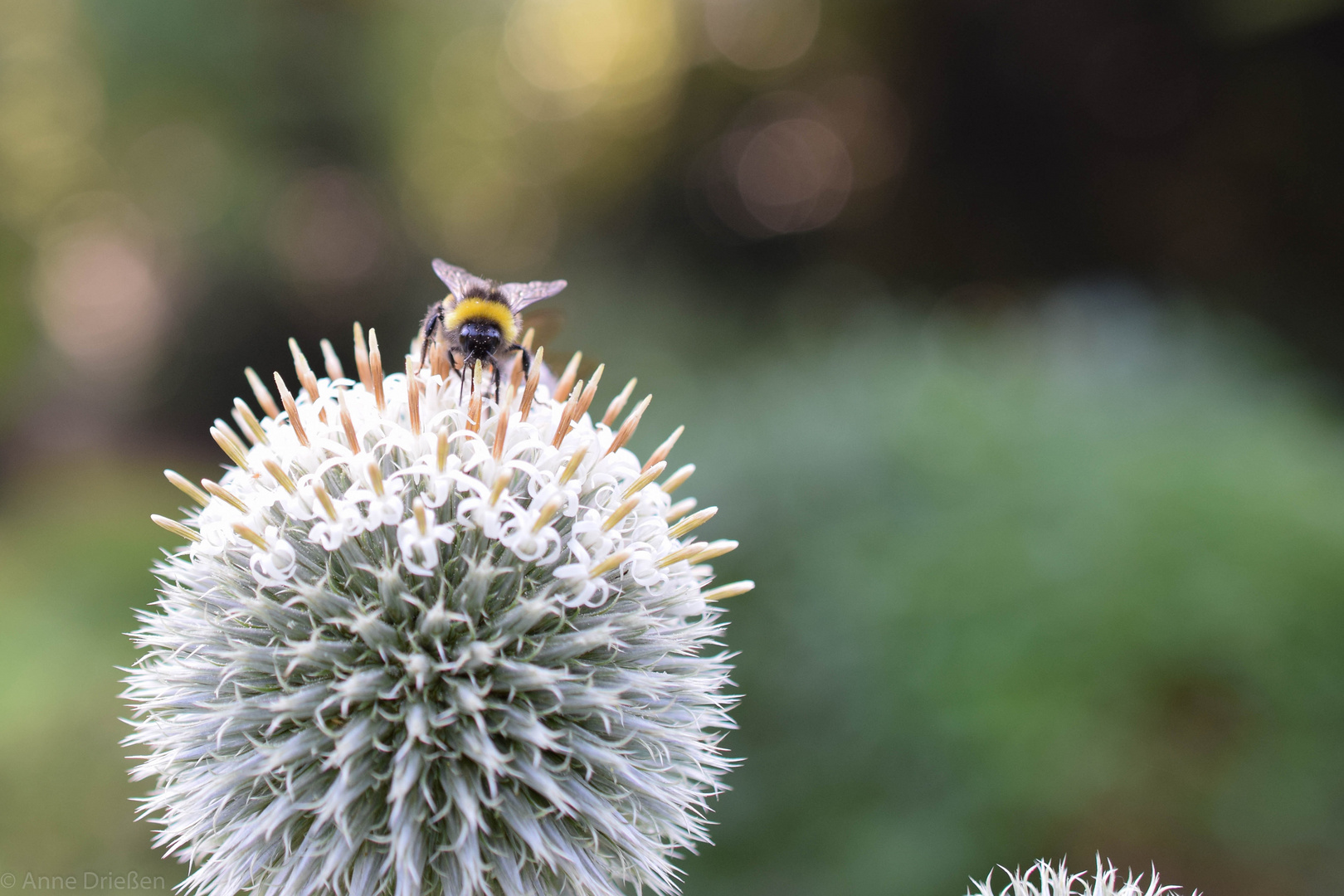 Hummel auf Zierdistel.