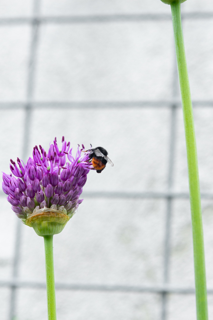 Hummel auf Zierlauch