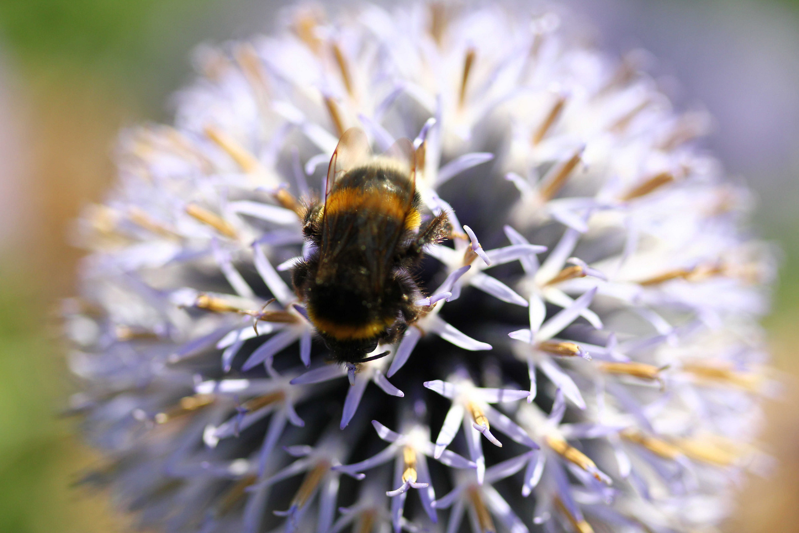 Hummel auf Zierlauch