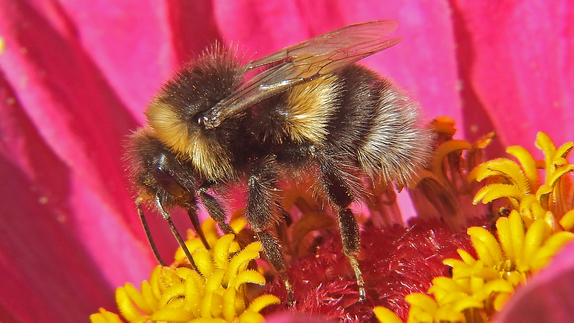 Hummel auf Zinie