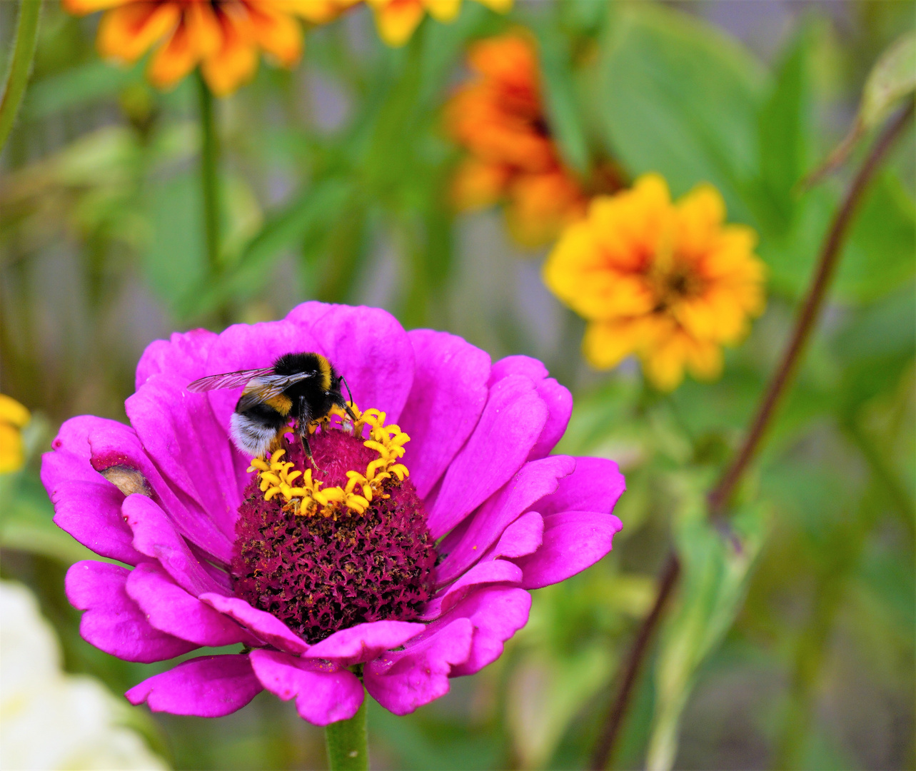 Hummel auf Zinnie