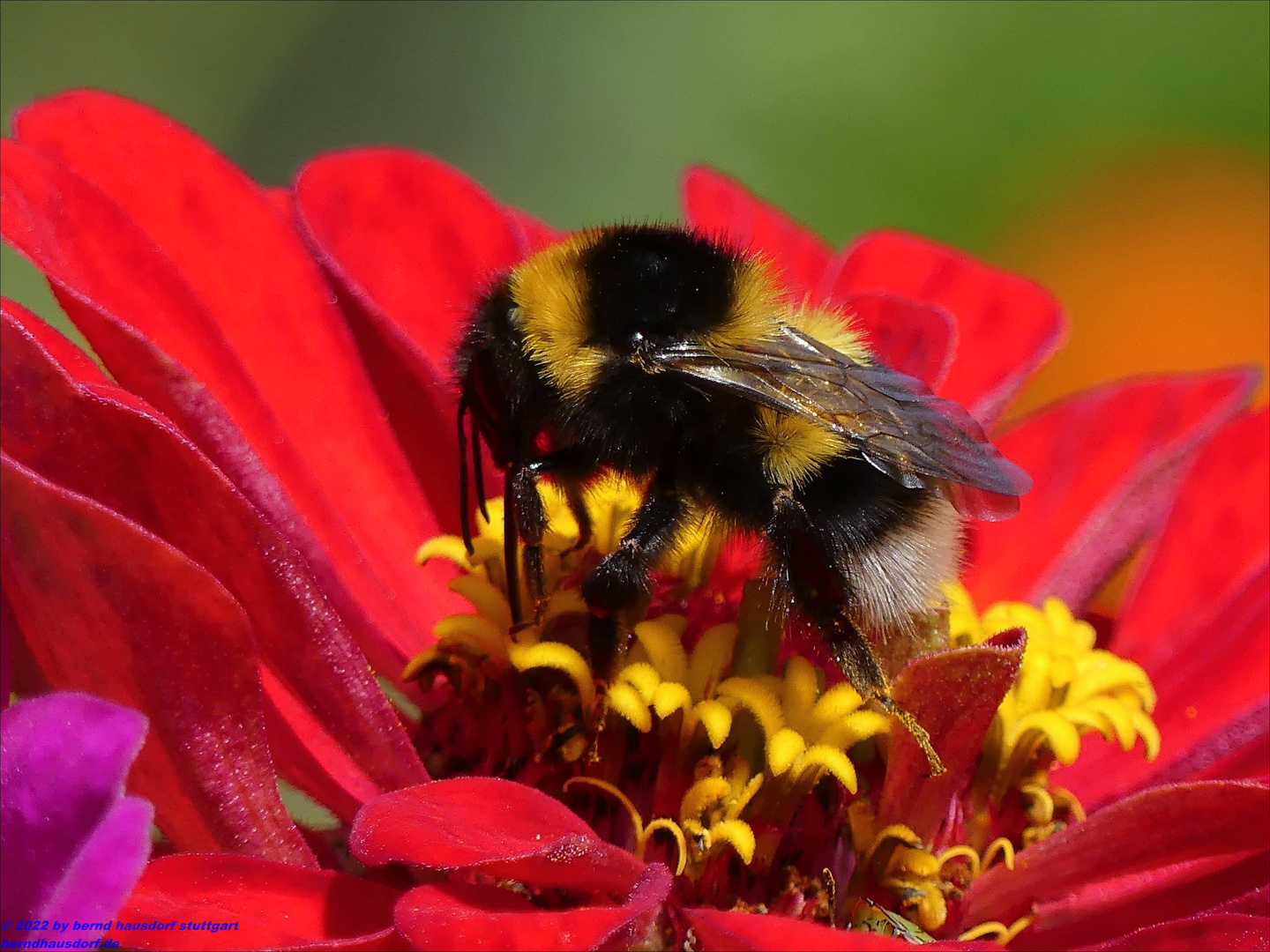 Hummel auf Zinnie