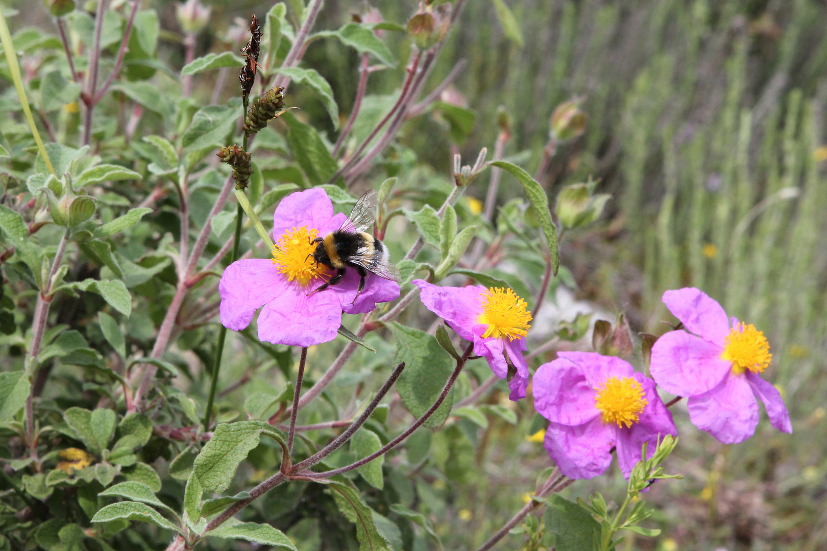 Hummel auf Zistrose