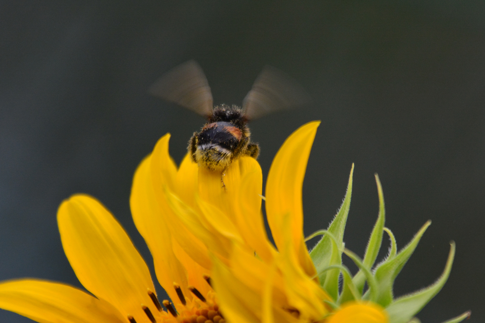 Hummel aus Sonnenblume