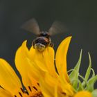 Hummel aus Sonnenblume