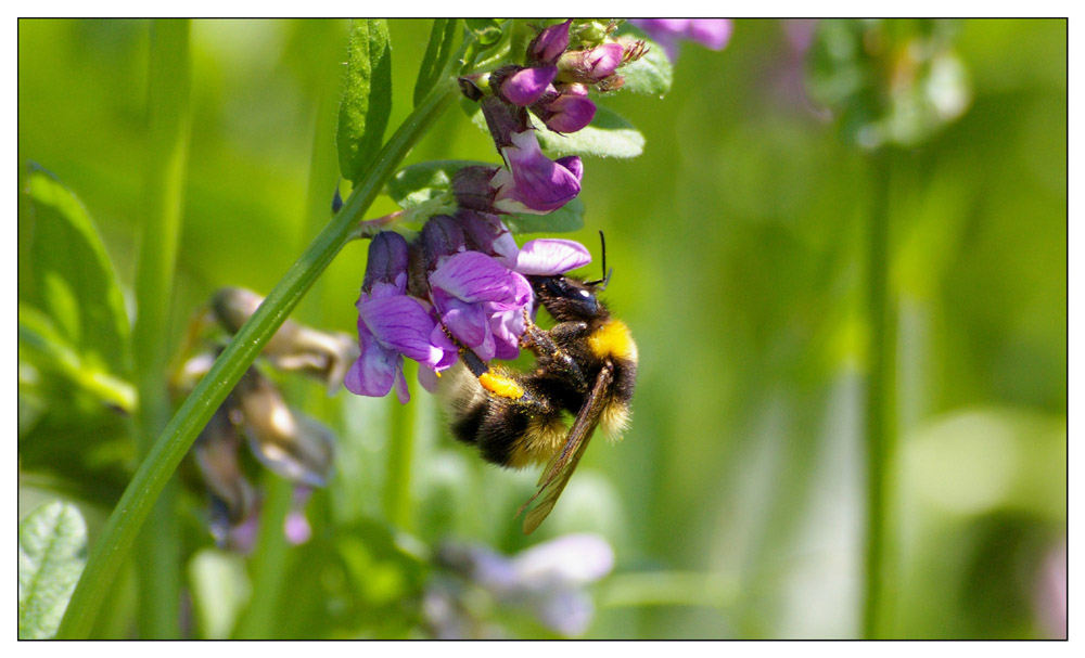 Hummel