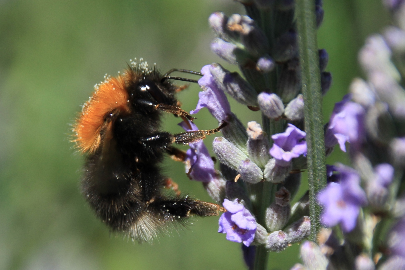 Hummel