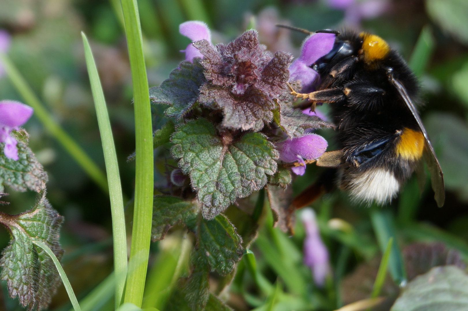 Hummel