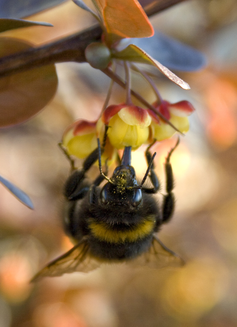 Hummel