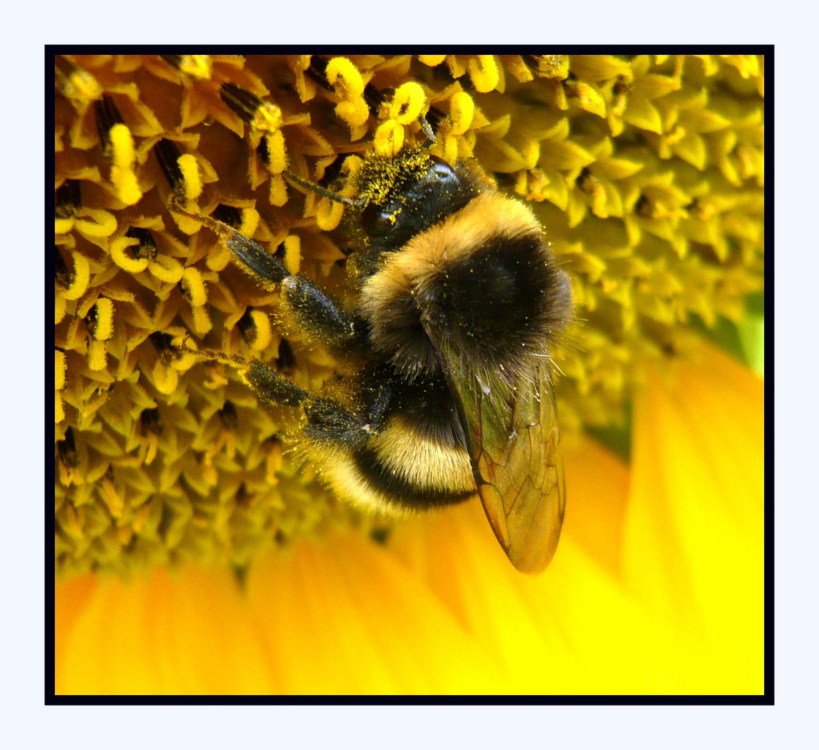 Hummel bald wieder unterwegs