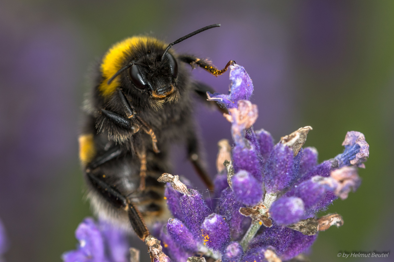 Hummel - Bartträger