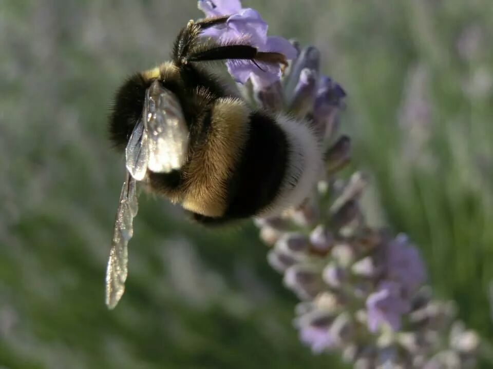 Hummel