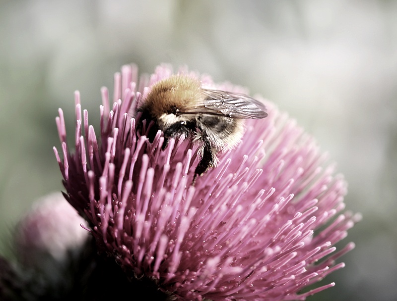 Hummel bei Blütenbummel