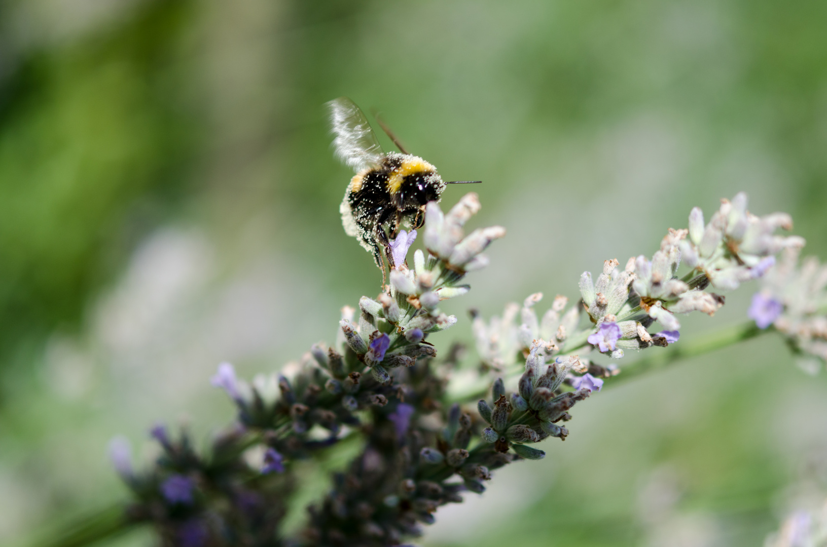 Hummel bei der Arbeit