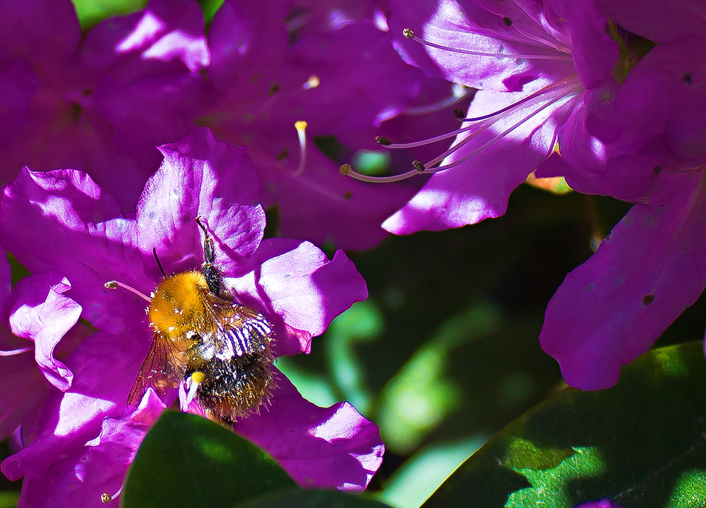 Hummel bei der Arbeit