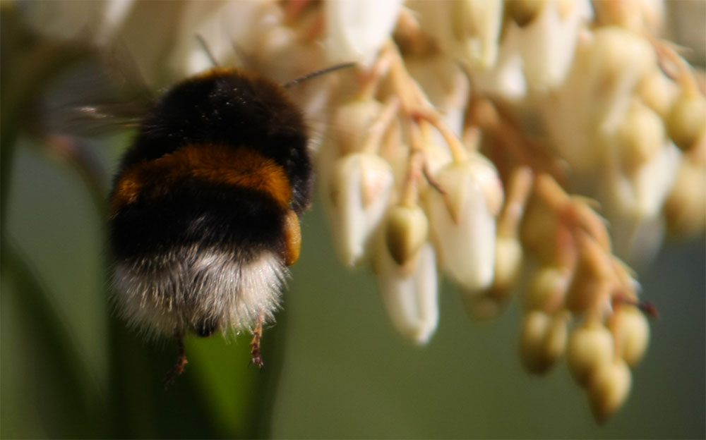 Hummel bei der Arbeit