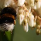 Hummel bei der Arbeit