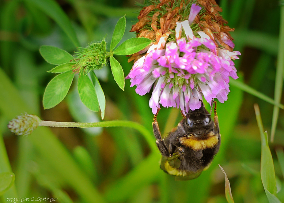 Hummel bei der Arbeit