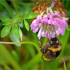 Hummel bei der Arbeit