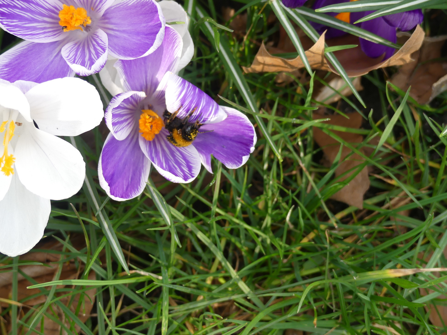 Hummel bei der Arbeit 