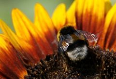 Hummel bei der Arbeit