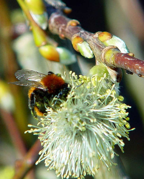 Hummel bei der Arbeit