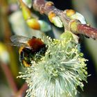 Hummel bei der Arbeit