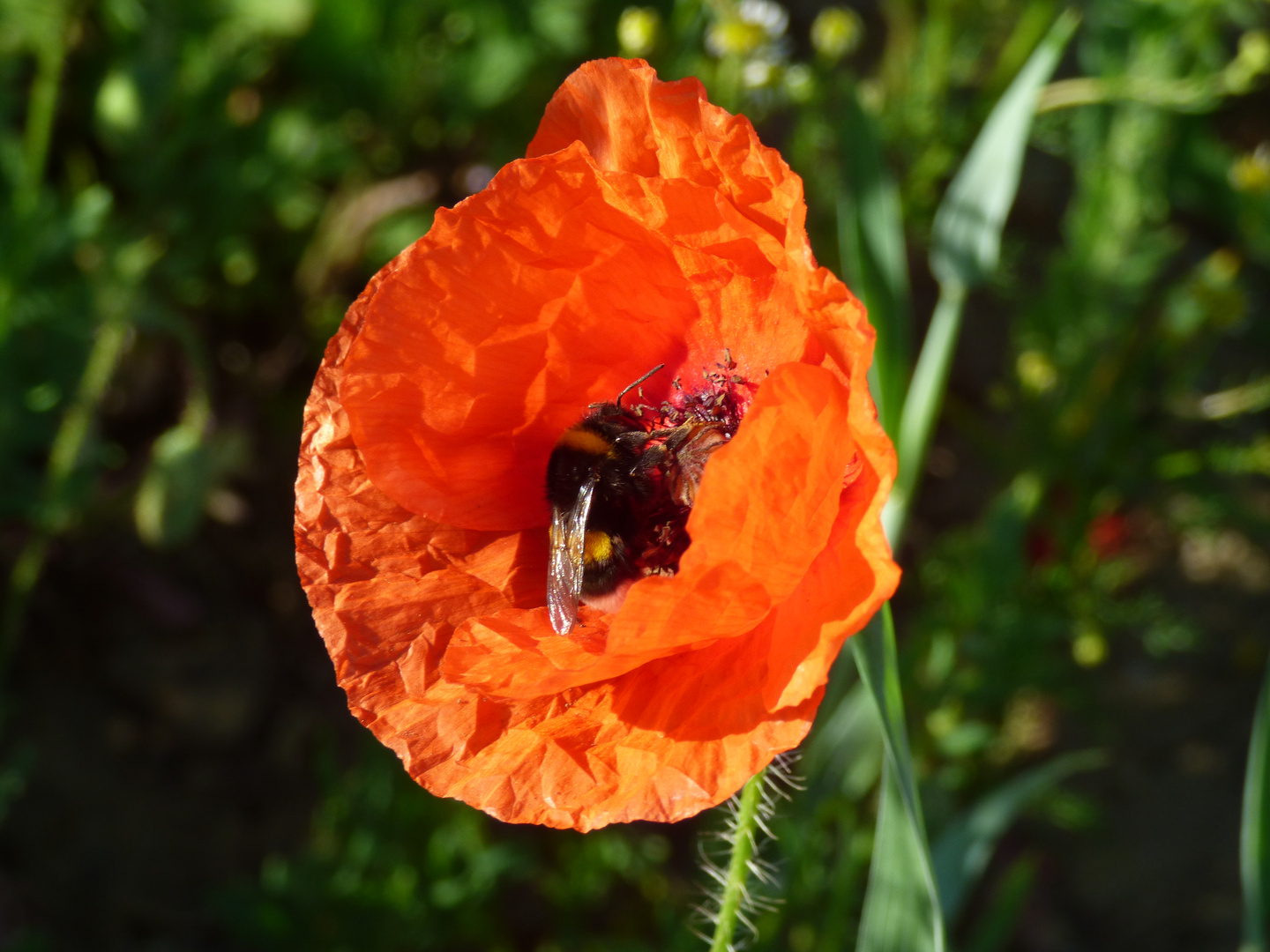 Hummel bei der Arbeit