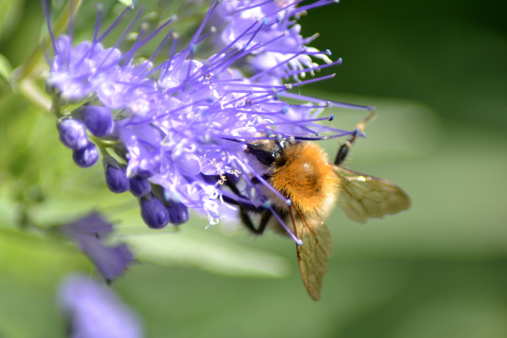 Hummel bei der Arbeit