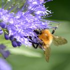 Hummel bei der Arbeit