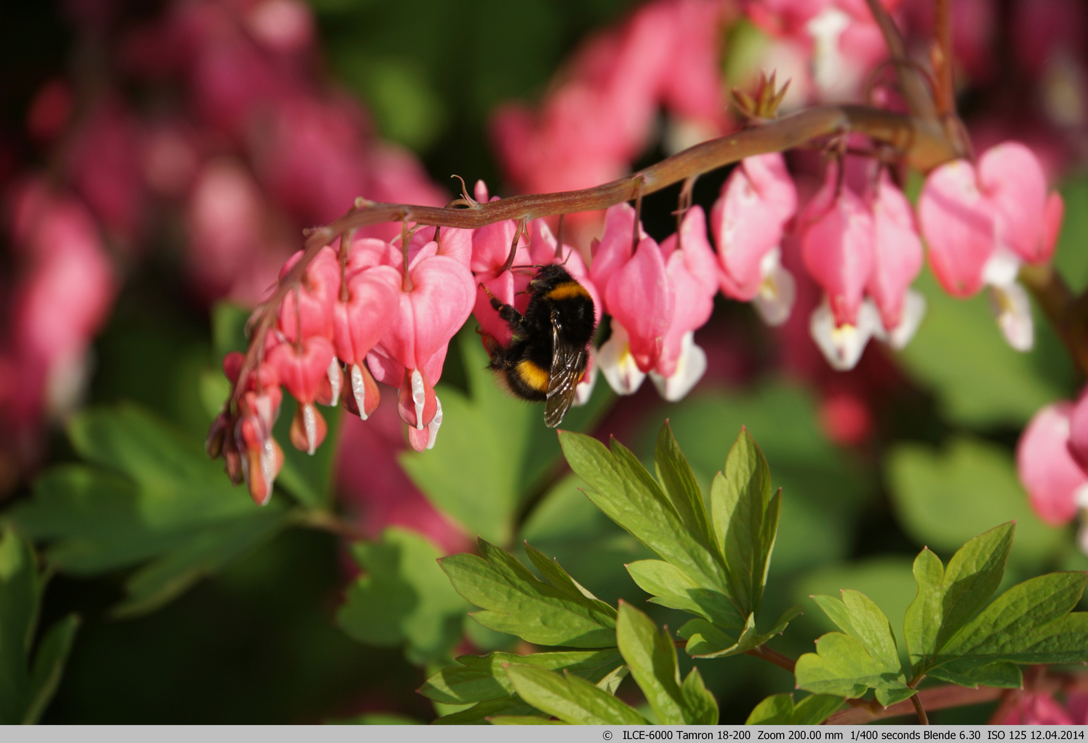 Hummel bei der Arbeit